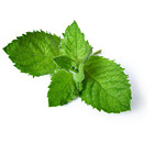 10% korting op alle thee