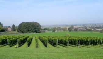 Belgisch wijndomein Entre-Deux-Monts West-Vlaanderen