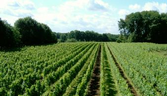 Belgisch wijndomein Ten Kapittelberg Kempen Antwerpen